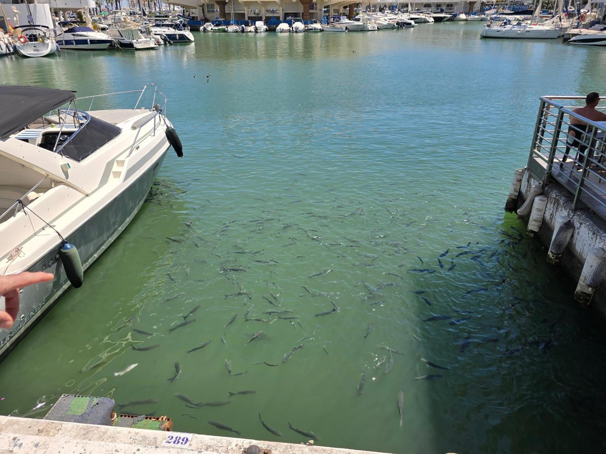 Benal Beach Apartment Benalmádena Dış mekan fotoğraf